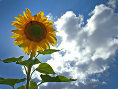 SunflowerSymbolism
