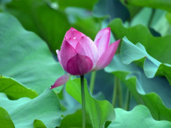 Beautiful-Lotus-Flower-Wallpaper-9_960x600